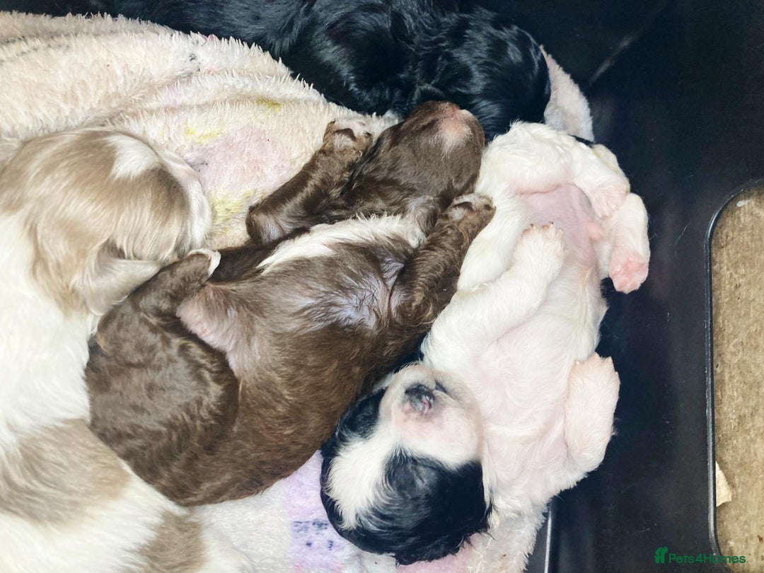 Shihpoo dogs for sale: 5 star rated Toy shihpoo puppies - Image 2