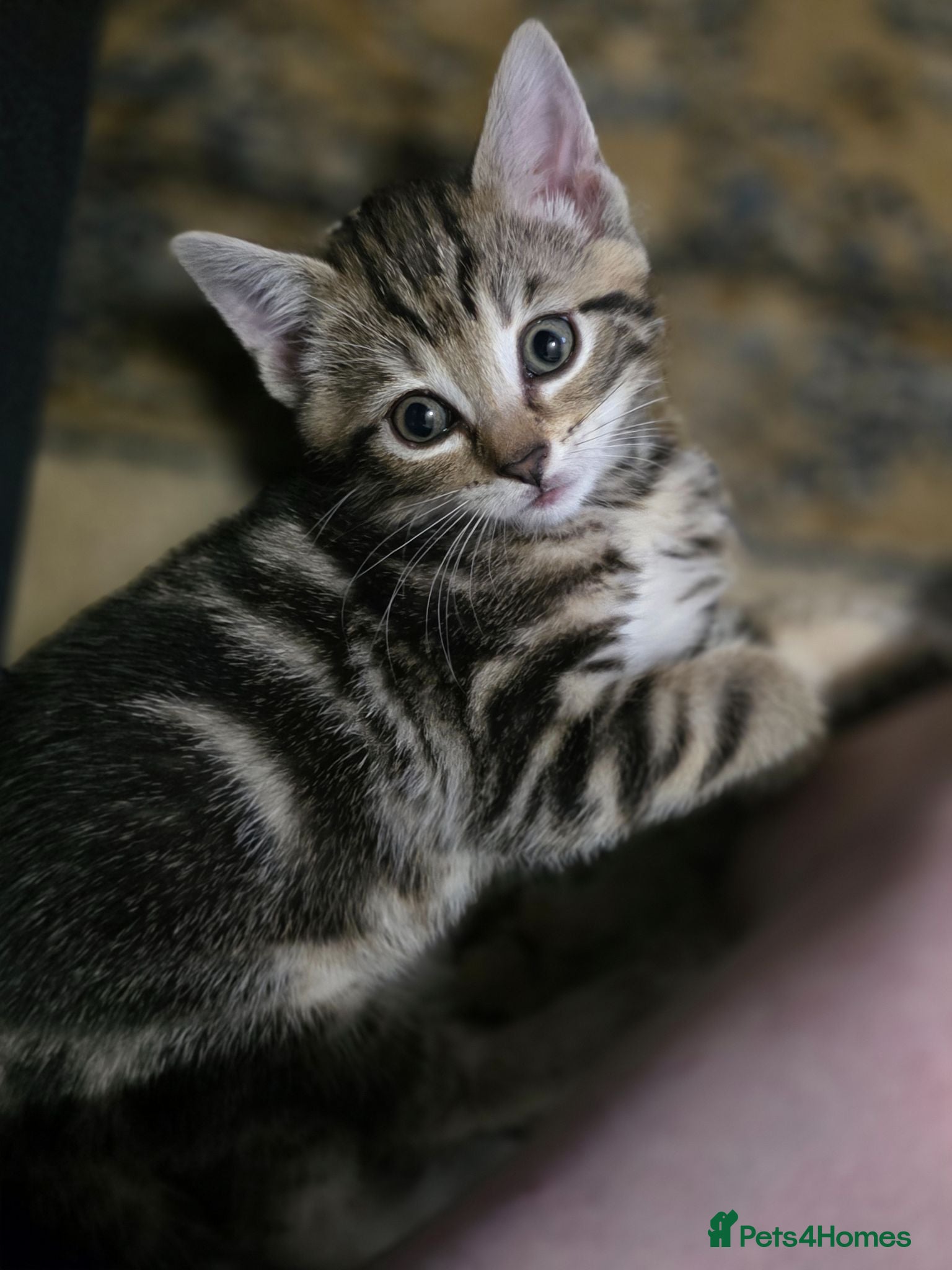 Mixed Breed cats £70 Ready now..2 left 🐾  Tabby kittens  - Advert 16