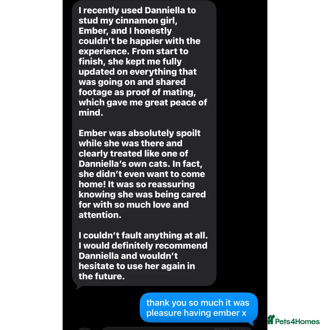 British Shorthair cats for stud: 🍫 🍊 TEDDYS CHOCOLATE ORANGE 🍊🍫 - Advert 2