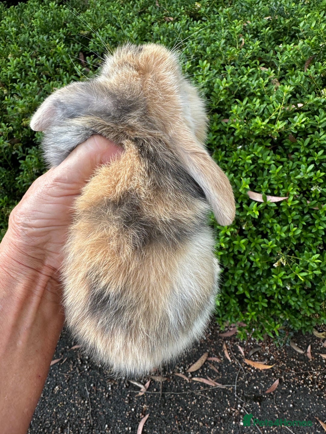 Mini Lion Lop rabbits for sale: Pure bred mini lop bunnies in Uckfield - Image 11