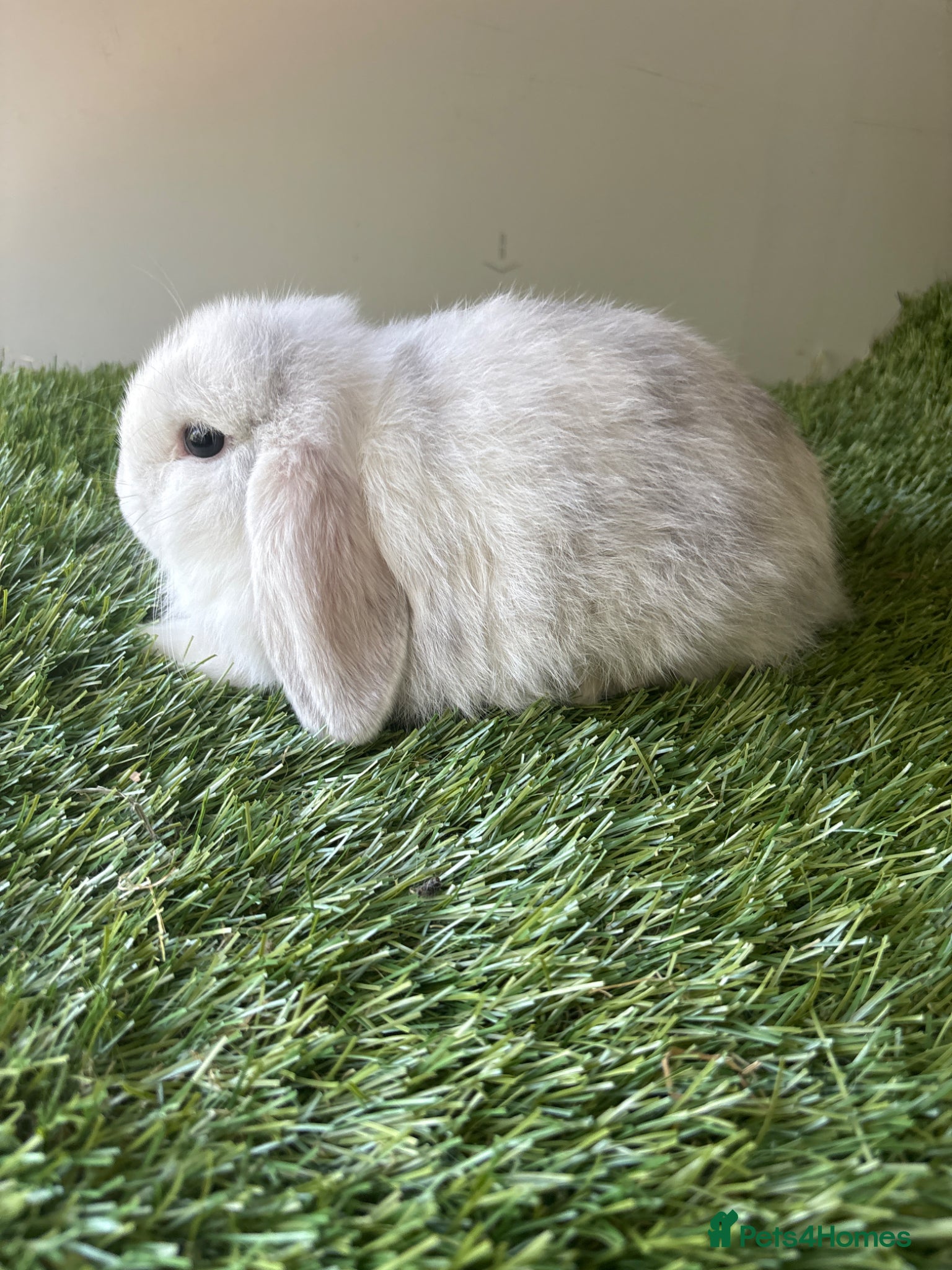Mini Lop rabbits for sale: Mini lop baby rabbits  - Advert 9