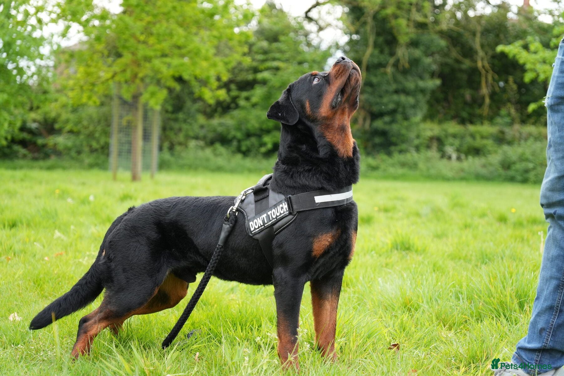 Rottweiler dogs PICASSO VOM WIESENTAL — Premium Rottweiler - Advert 2