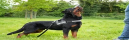 Rottweiler dogs for stud: PICASSO VOM WIESENTAL — Premium Rottweiler - Advert 2