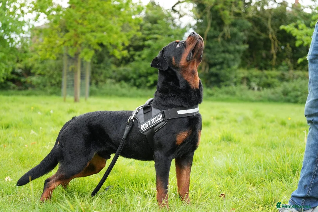 Rottweiler dogs for stud: PICASSO VOM WIESENTAL — Premium Rottweiler - Advert 2