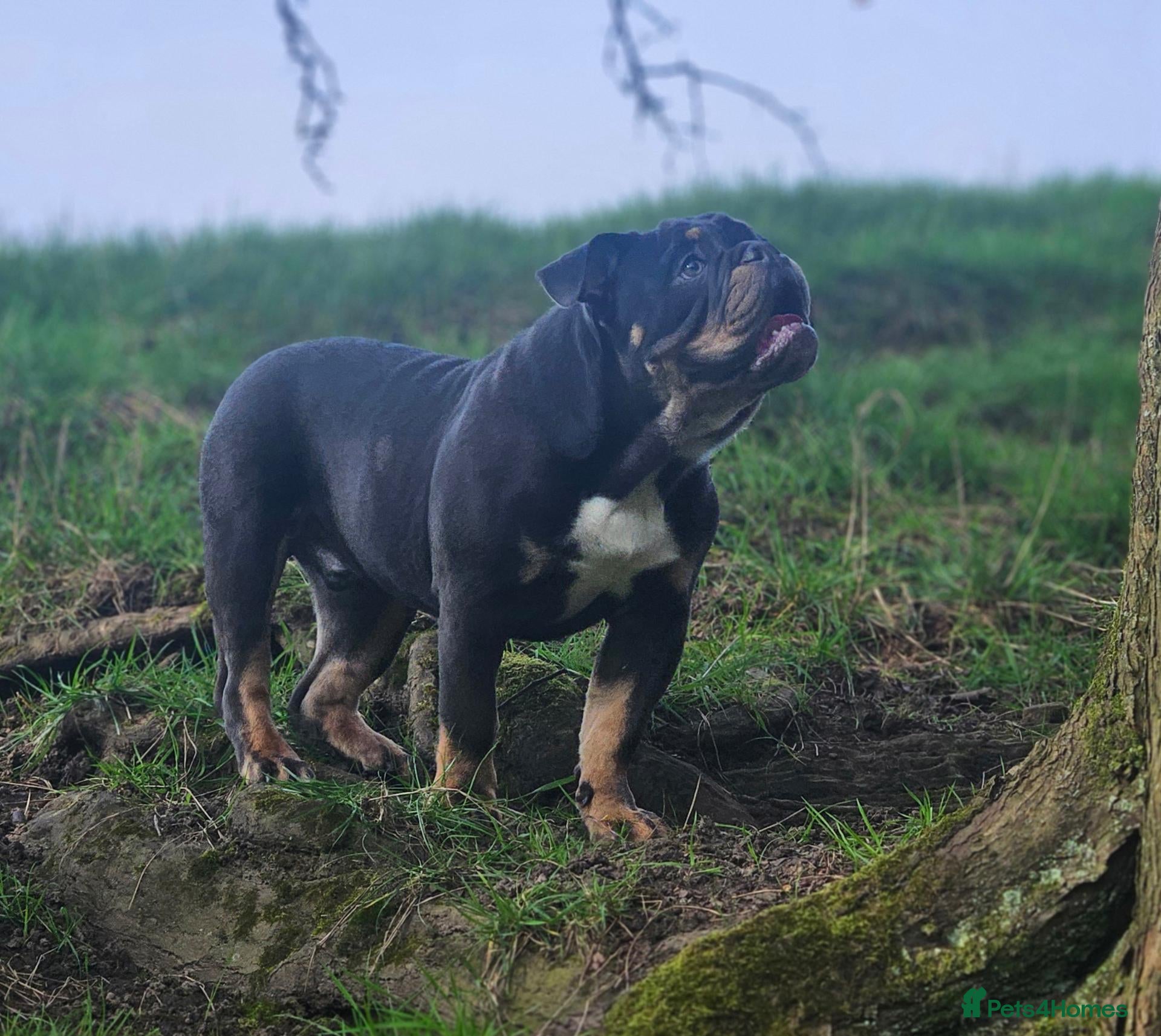 English Bulldog dogs 🔥🔥💗🧬Pink Floyd🧬💗🔥🔥 - Advert 1
