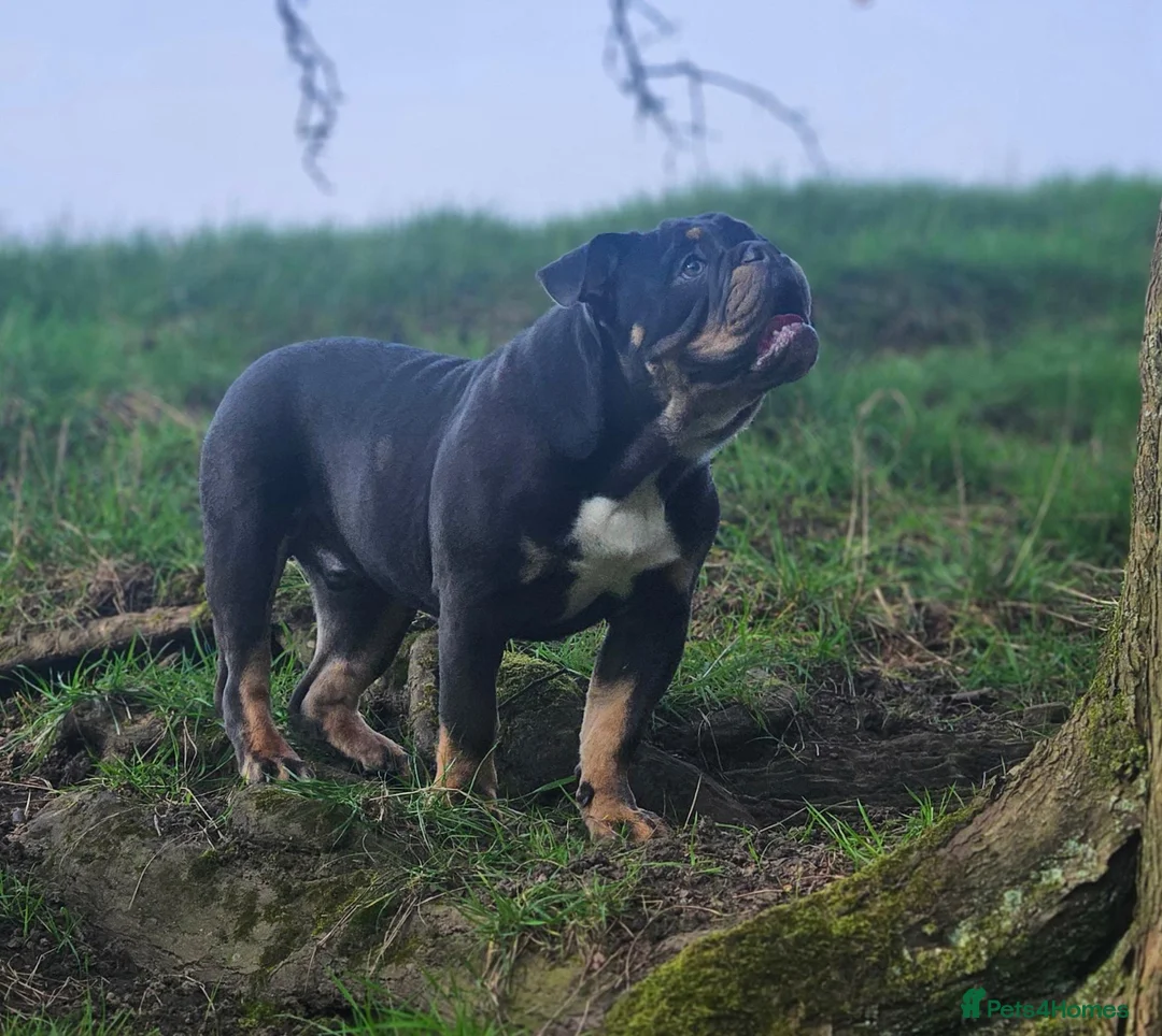 English Bulldog dogs for stud: 🔥🔥💗🧬Pink Floyd🧬💗🔥🔥 - Advert 1