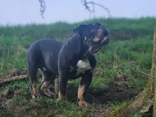 English Bulldog dogs 🔥🔥💗🧬Pink Floyd🧬💗🔥🔥 - Advert 2