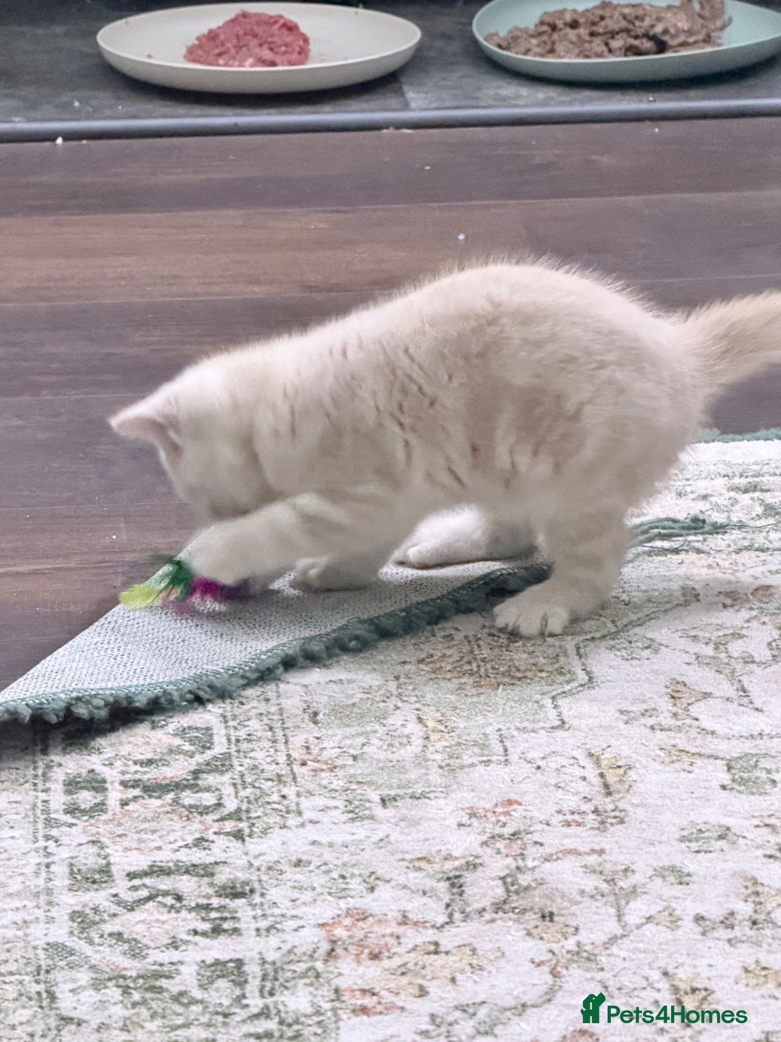 British Shorthair cats last GCCF British shorthair kitten to reserve - Advert 2