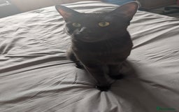 Mixed Breed cats for sale: Shadow  - Image 2