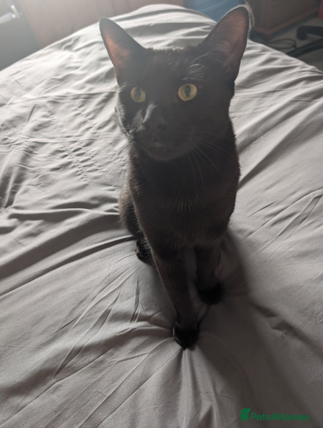 Mixed Breed cats for sale: Shadow  - Image 2