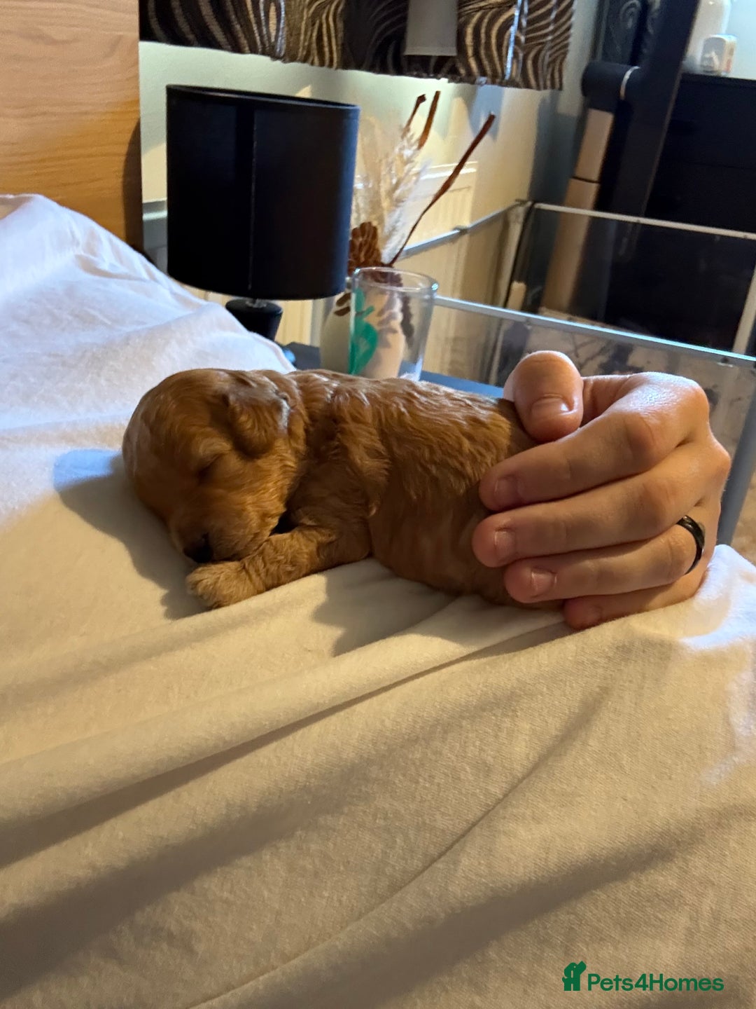 Toy Poodle dogs for sale: Tiny toy poodle for sale  - Image 5