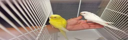 Budgerigars birds for sale: Super silly hand tamed baby budgies  - Advert 4