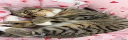 Domestic Shorthair cats for sale: 11 month old affectionate Male cat - Advert 3