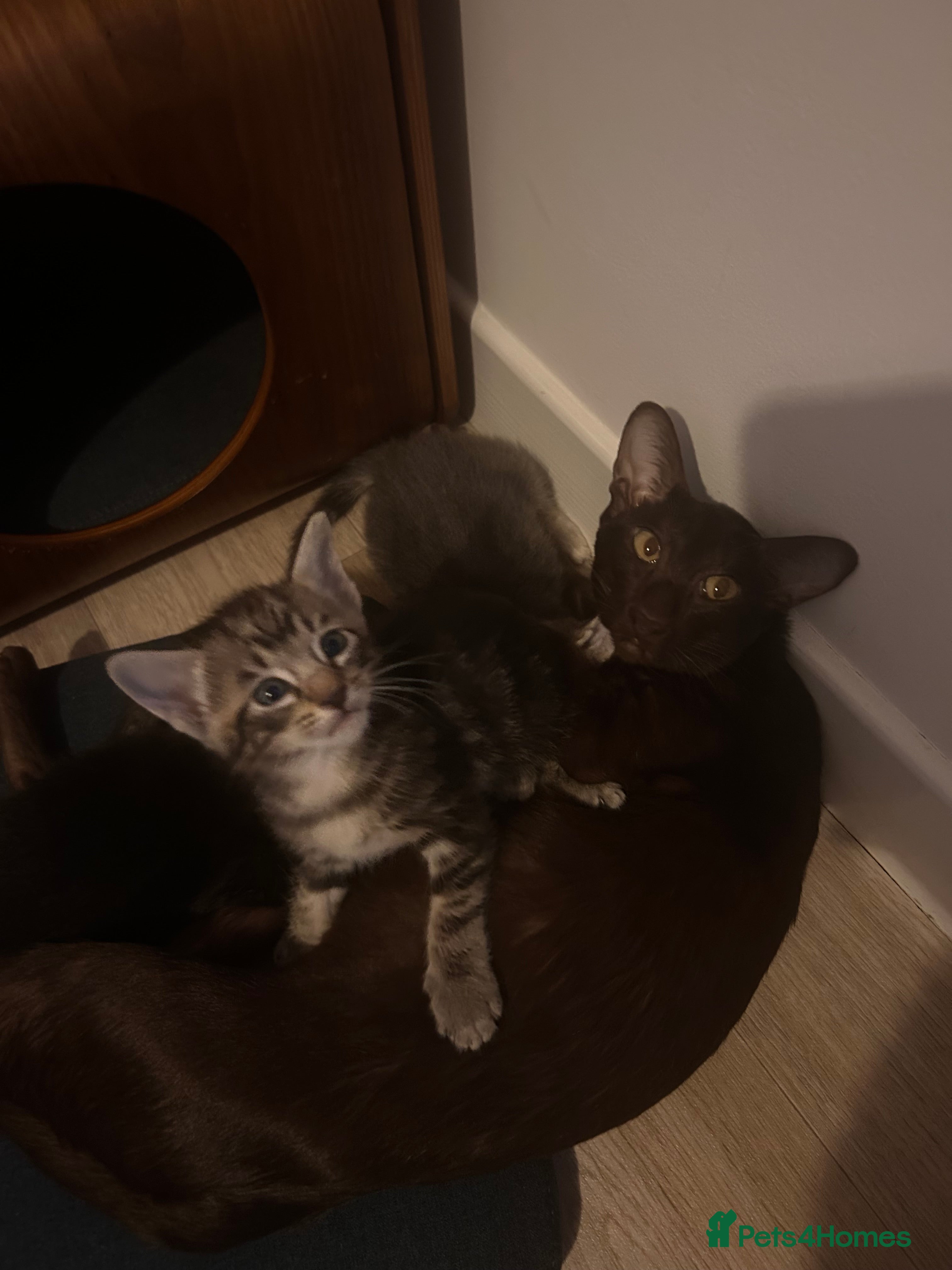 Oriental cats Oriental/ Siamese kittens  - Advert 1