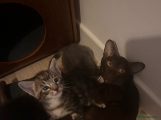 Oriental cats Oriental/ Siamese kittens - Advert 1