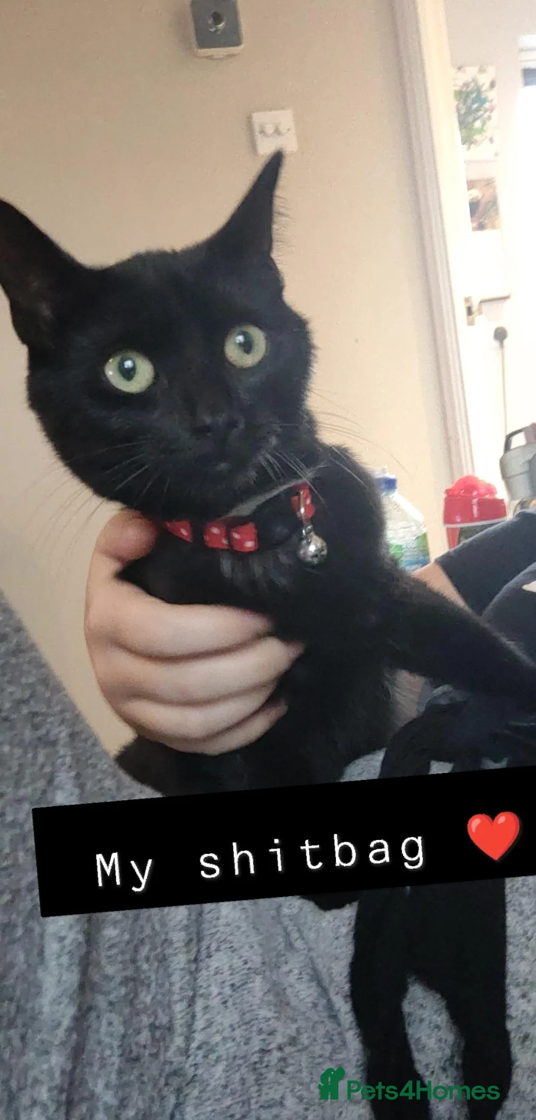 Domestic Shorthair cats for sale: 3 kittens ready to go now in Wickford - Advert 17