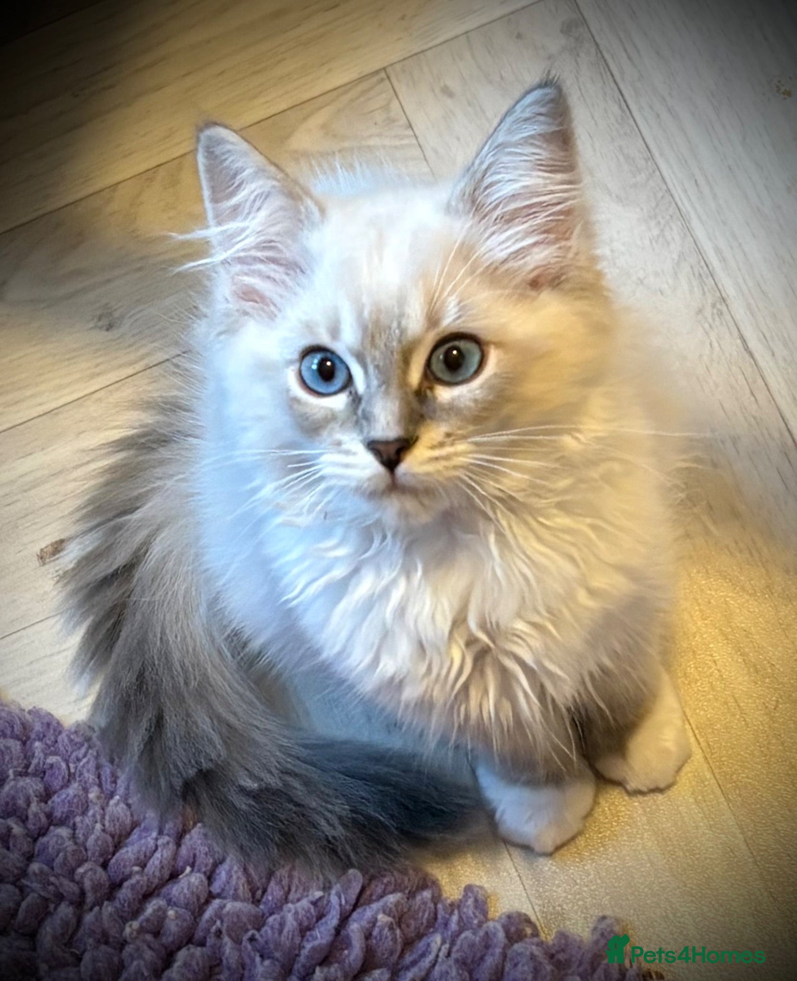 Ragdoll cats Last 2 Grand Champion Sired Ragdoll Kittens - Advert 1