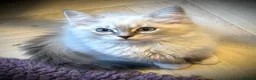 Ragdoll cats for sale: 💕🐾 LAST GIRL AVAILABLE – GRAND CHAMPION SIRED - Advert 5