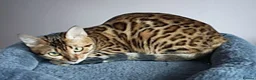 Bengal cats for sale: Superb TICA Active Reg Girl - Advert 8