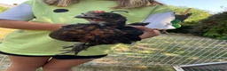 Mixed Breed livestock for sale: Cockerel chicks for sale in Evesham - Advert 4