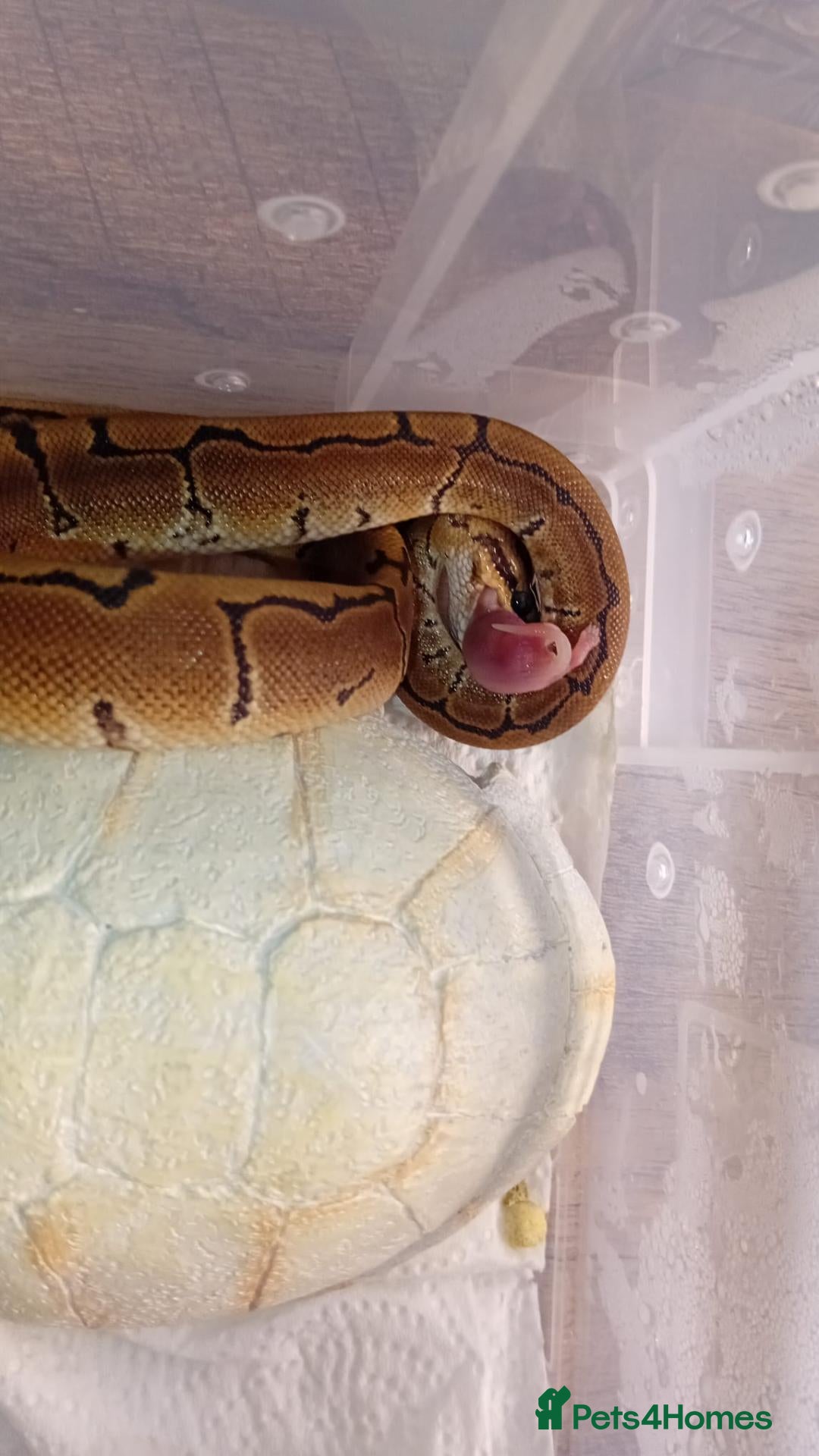 Python Snake reptiles Baby pinstrip  - Advert 2
