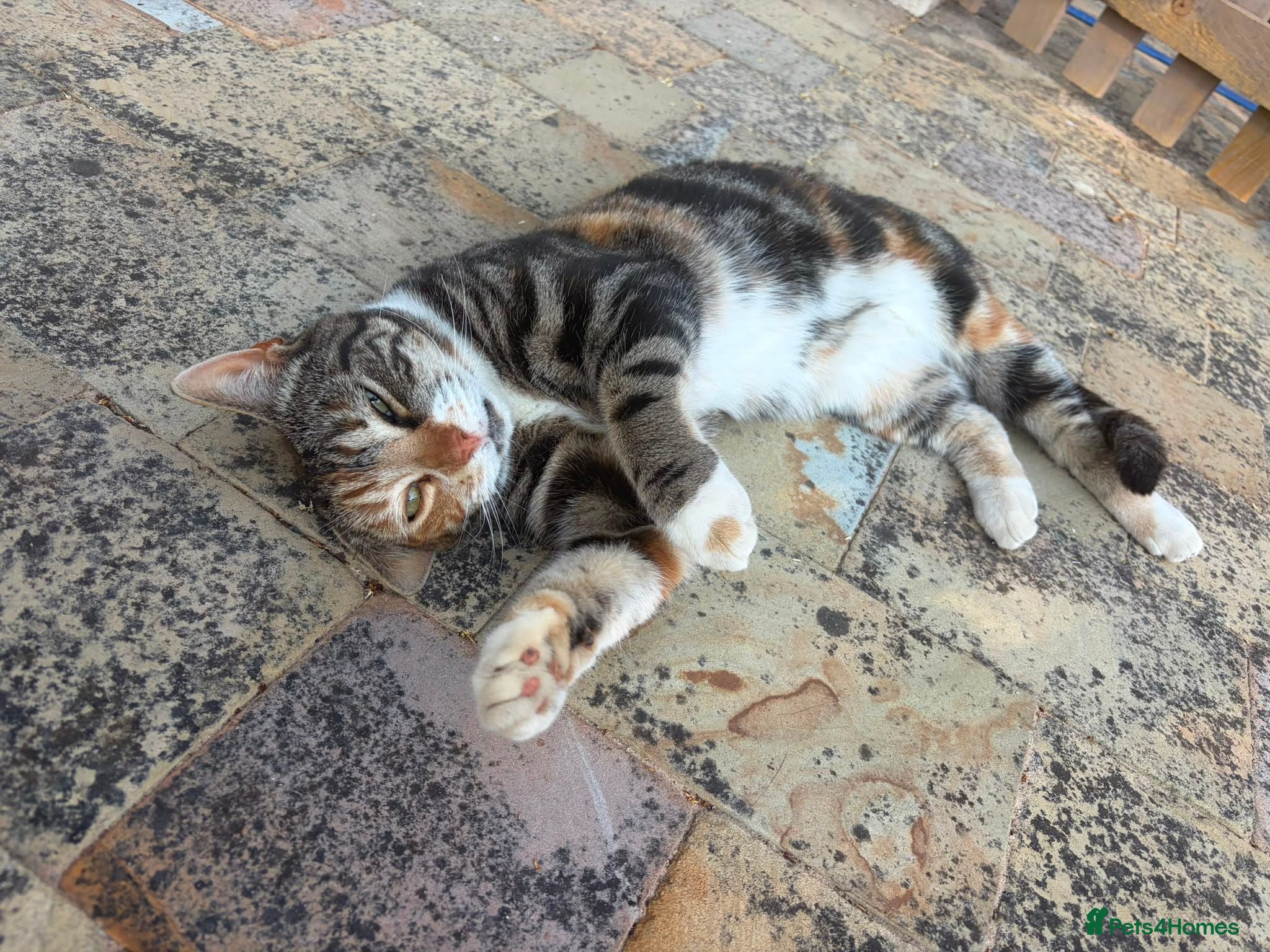Mixed Breed cats Beautiful Affectionate Tri-Colour Cat 🩷 - Advert 1