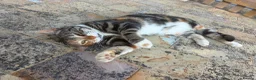 Mixed Breed cats for sale: Beautiful Affectionate Tri-Colour Cat 🩷 - Advert 1