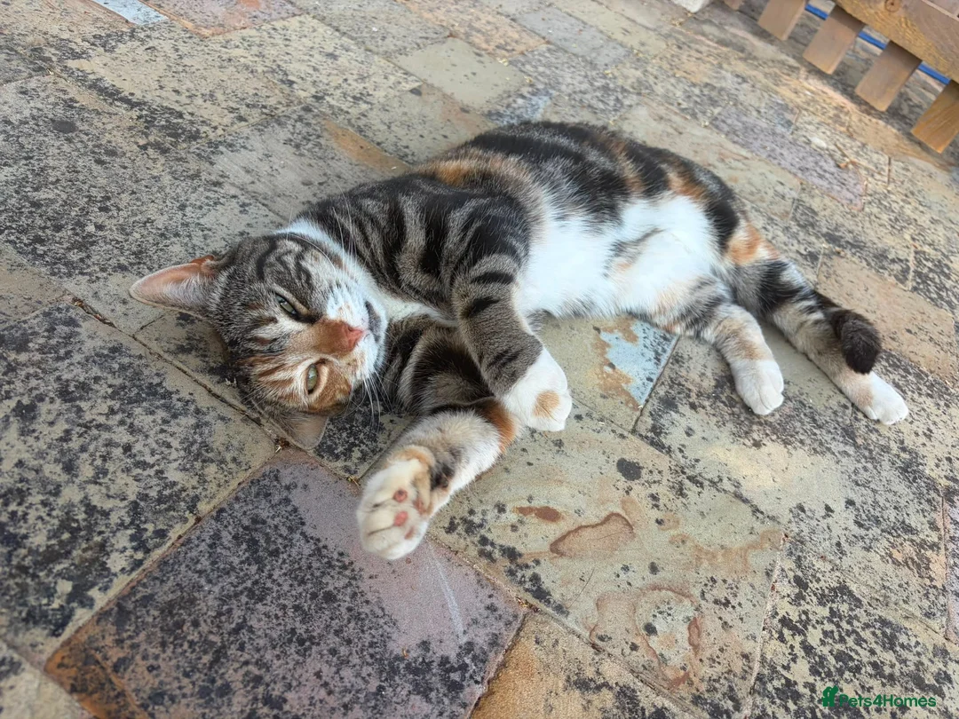 Mixed Breed cats for sale: Beautiful Affectionate Tri-Colour Cat 🩷 - Advert 1