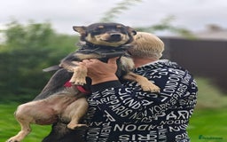 Mixed Breed dogs for adoption: 💖🐶 BUKA 🐶💖 - Image 9