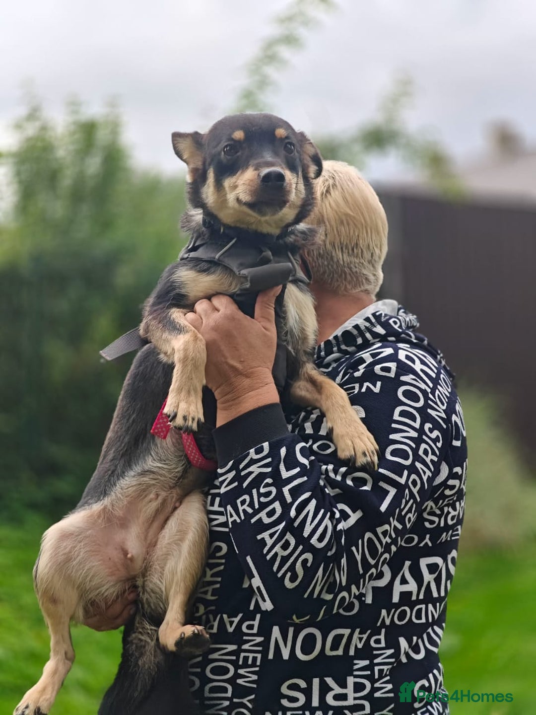 Mixed Breed dogs for adoption: 💖🐶 BUKA 🐶💖 - Image 9