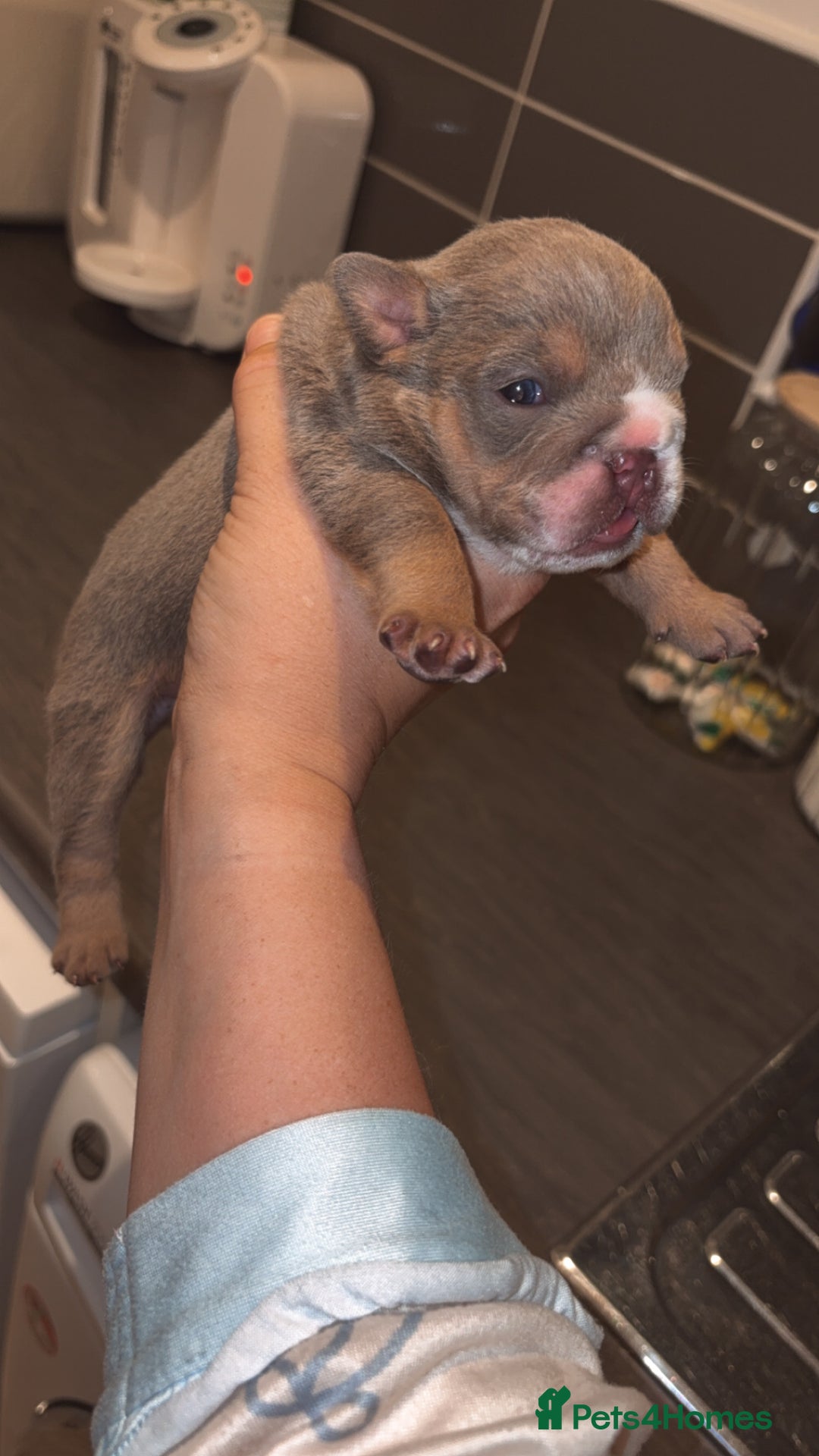 English Bulldog dogs for sale: BRITISH BULLDOG MALE/FEMALE - Image 19