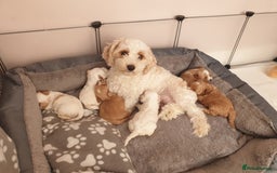Maltipoo dogs for sale: 6 Pedigree Club registered Maltipoo puppies - Image 15