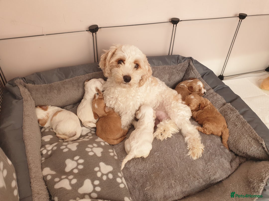 Maltipoo dogs for sale: 6 Pedigree Club registered Maltipoo puppies - Image 15