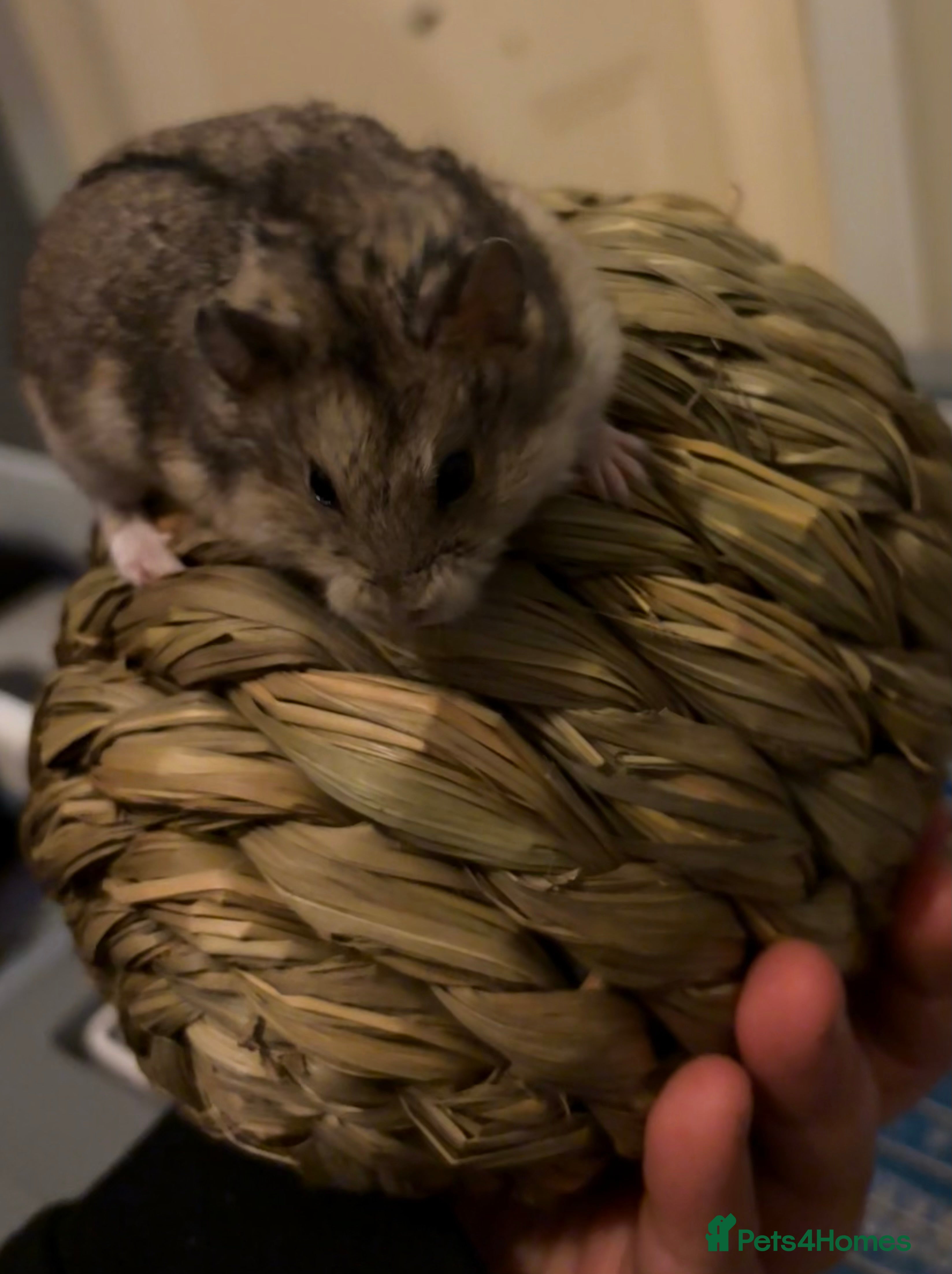 Hamster rodents Pure bred Campbells dwarf hamsters  - Advert 20