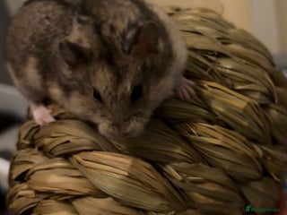 Hamster rodents Pure bred Campbells dwarf hamsters - Advert 2