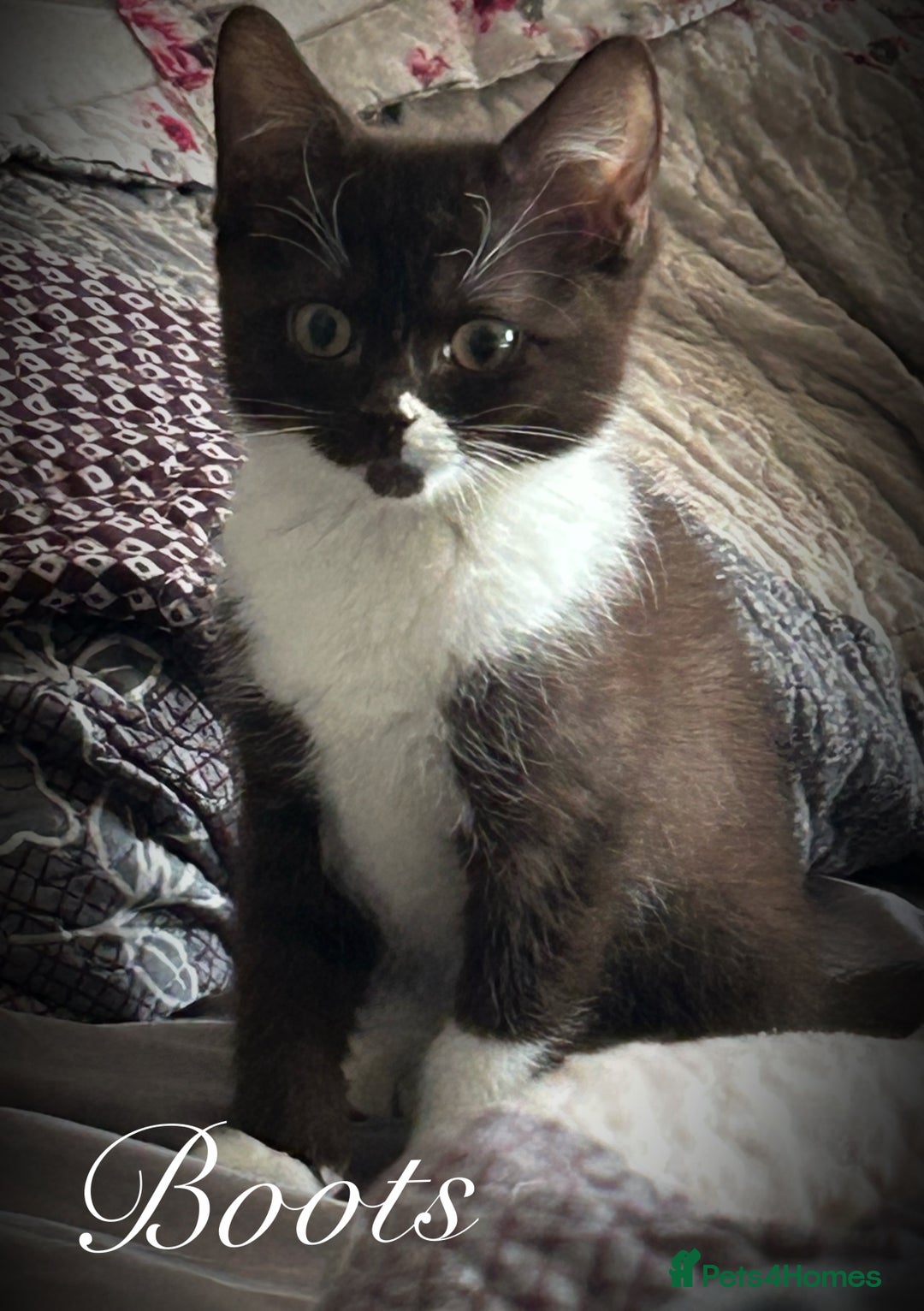 Mixed Breed cats for sale: Beautiful litter sphynx x Ragdoll babies - Image 3