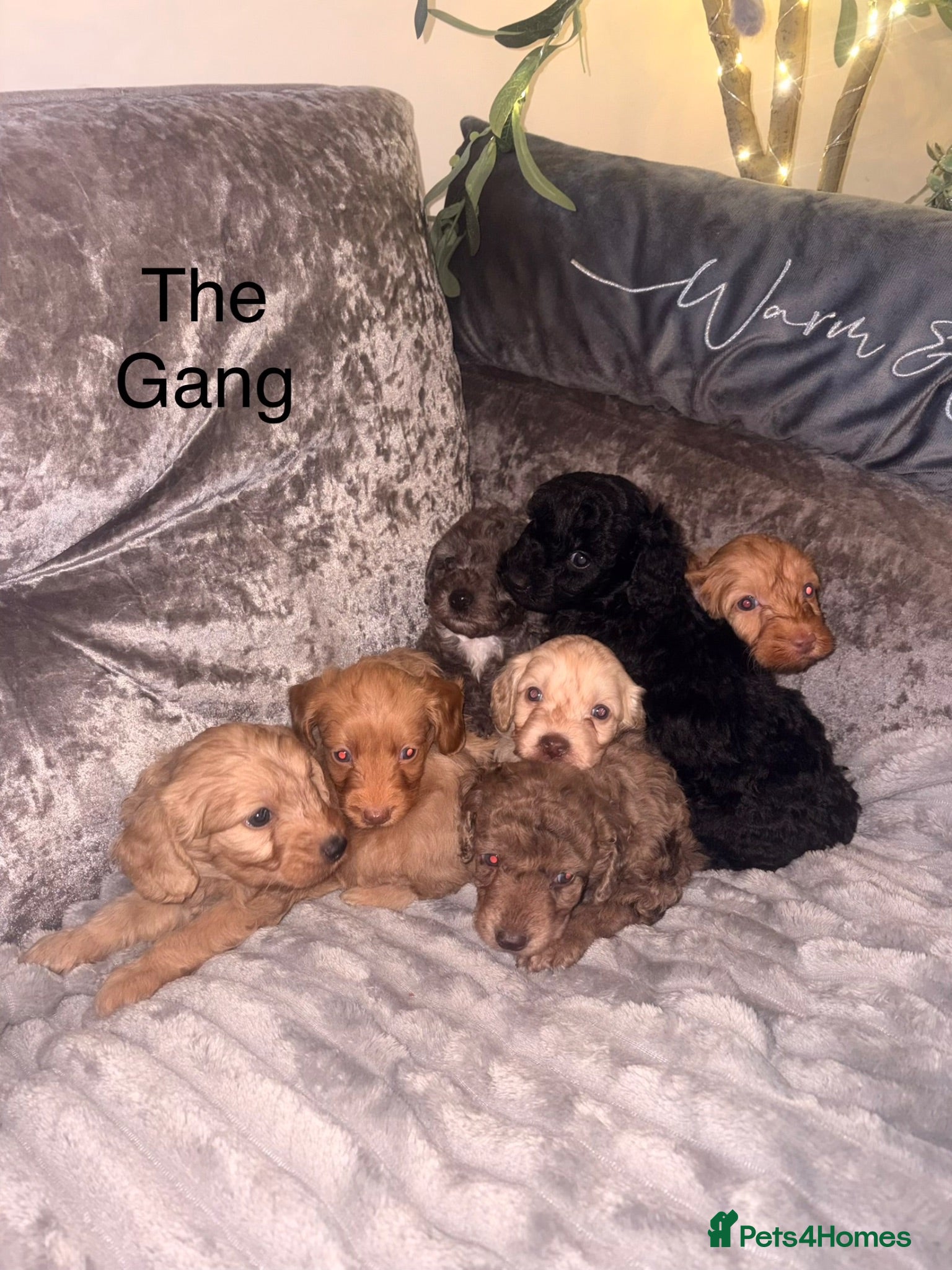 Cockapoo dogs Cuddly Curly Cockapoo puppies - ready for new 🏠  - Advert 2