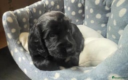 Cocker Spaniel dogs for sale: Working Cocker Spaniels - Image 18