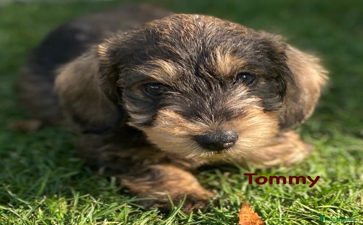 Miniature Dachshund dogs for sale - Advert 1