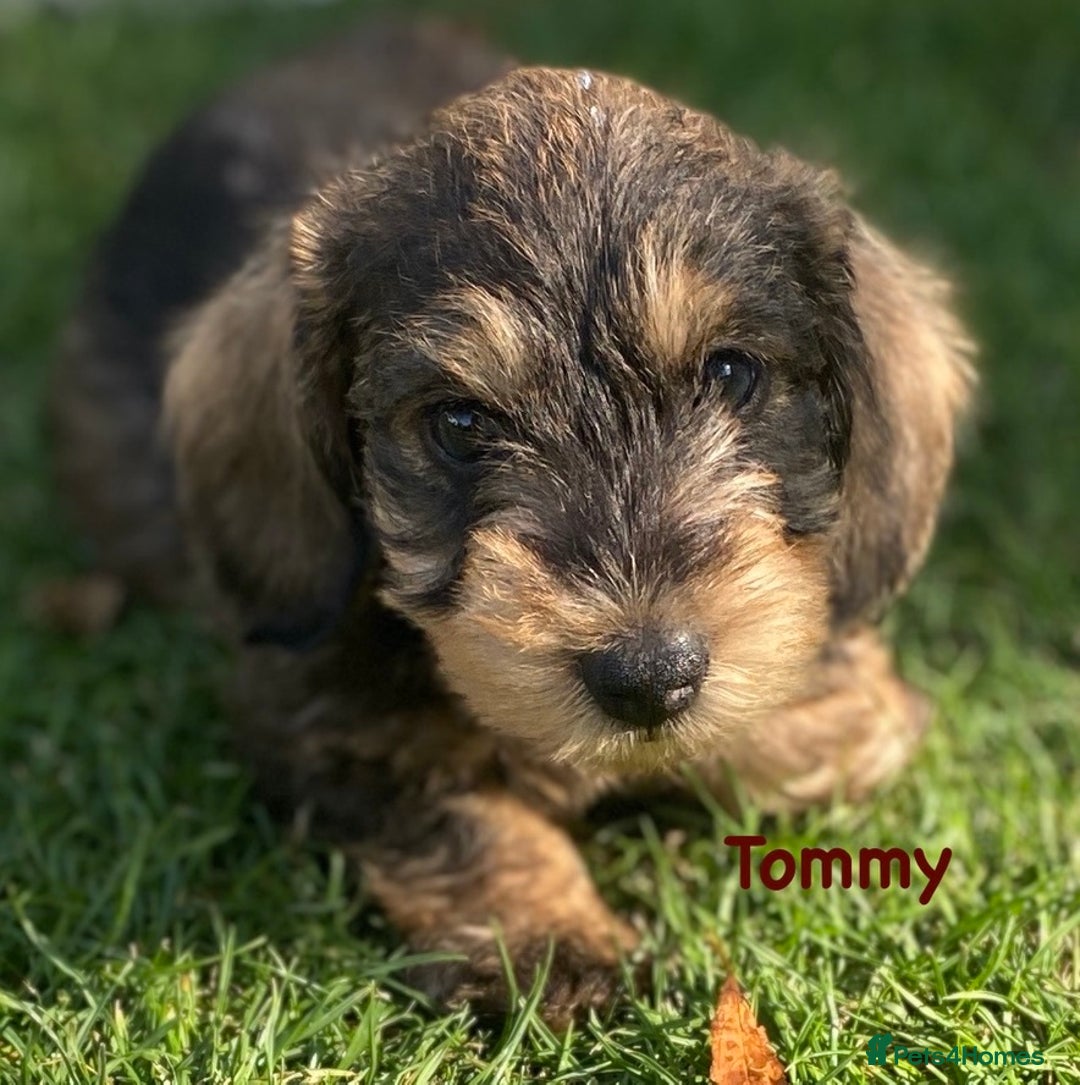 Miniature Wire Standard Long Haired Dachshund For Sale Hound