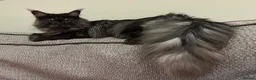 Maine Coon cats for sale: Beautiful black smoke & silver shaded Maine coons  - Advert 4