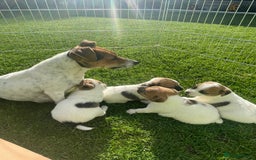 Jack Russell dogs for sale: Jack Russell puppies  - Image 4