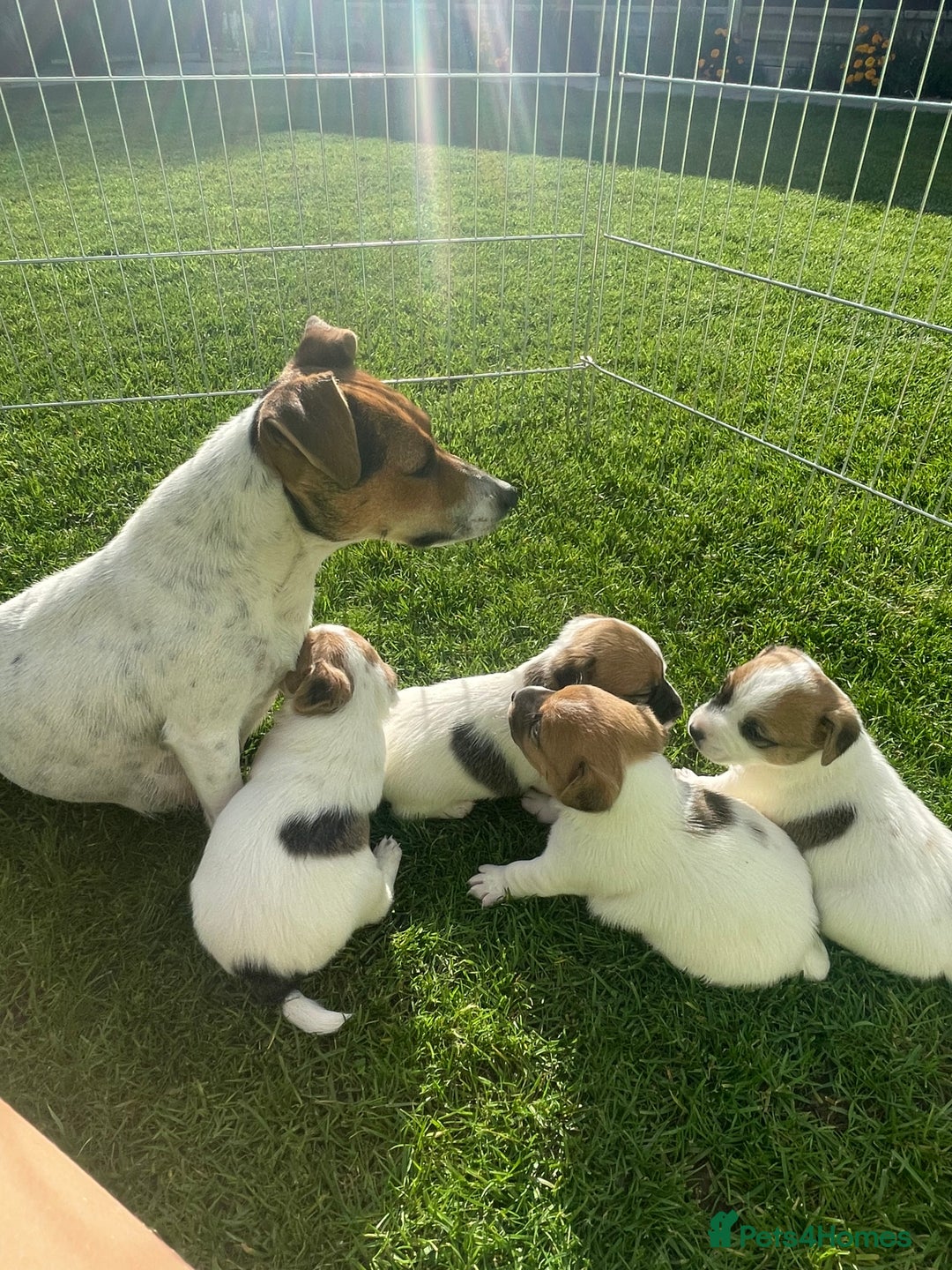 Jack Russell dogs for sale: Jack Russell puppies  - Image 4
