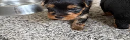 Yorkshire Terrier dogs for sale: Yorkshire Terrier puppy - Advert 5