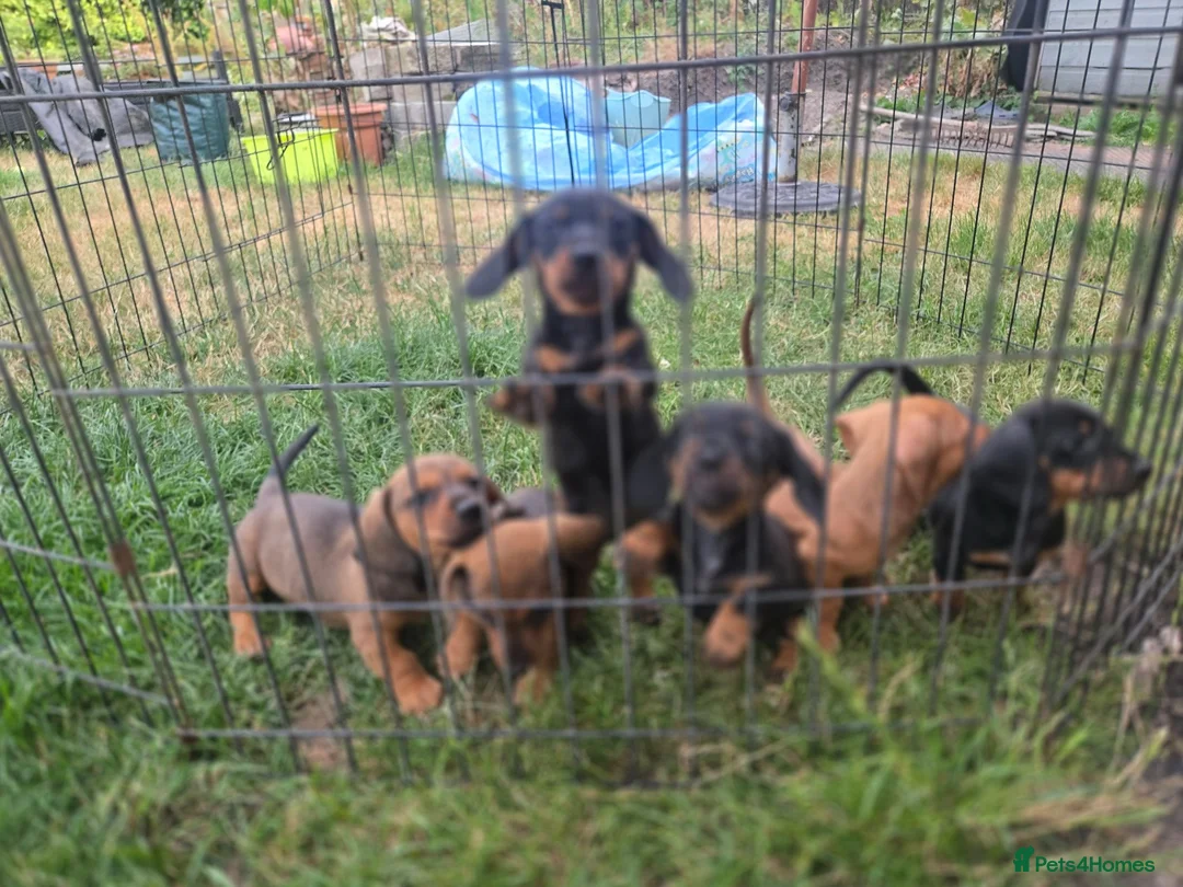 Dachshund dogs for sale: 4 MINIATURE DASCHOUNDS LEFT  - Advert 1