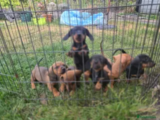 Dachshund dogs 4 MINIATURE DASCHOUNDS LEFT - Advert 1