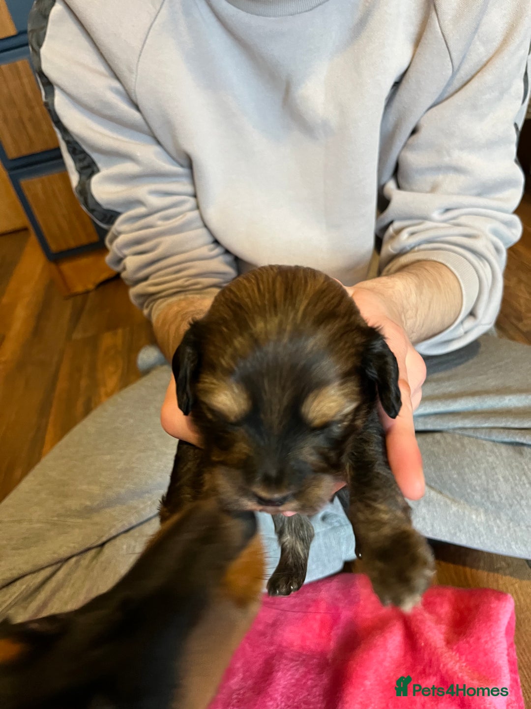 Mixed Breed dogs for sale: Beautiful Zuchon Doxies - Advert 24