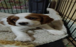 Cockalier dogs for sale: 🐾 Gorgeous Cockerlier Puppies – 3 left!🐾 - Image 8