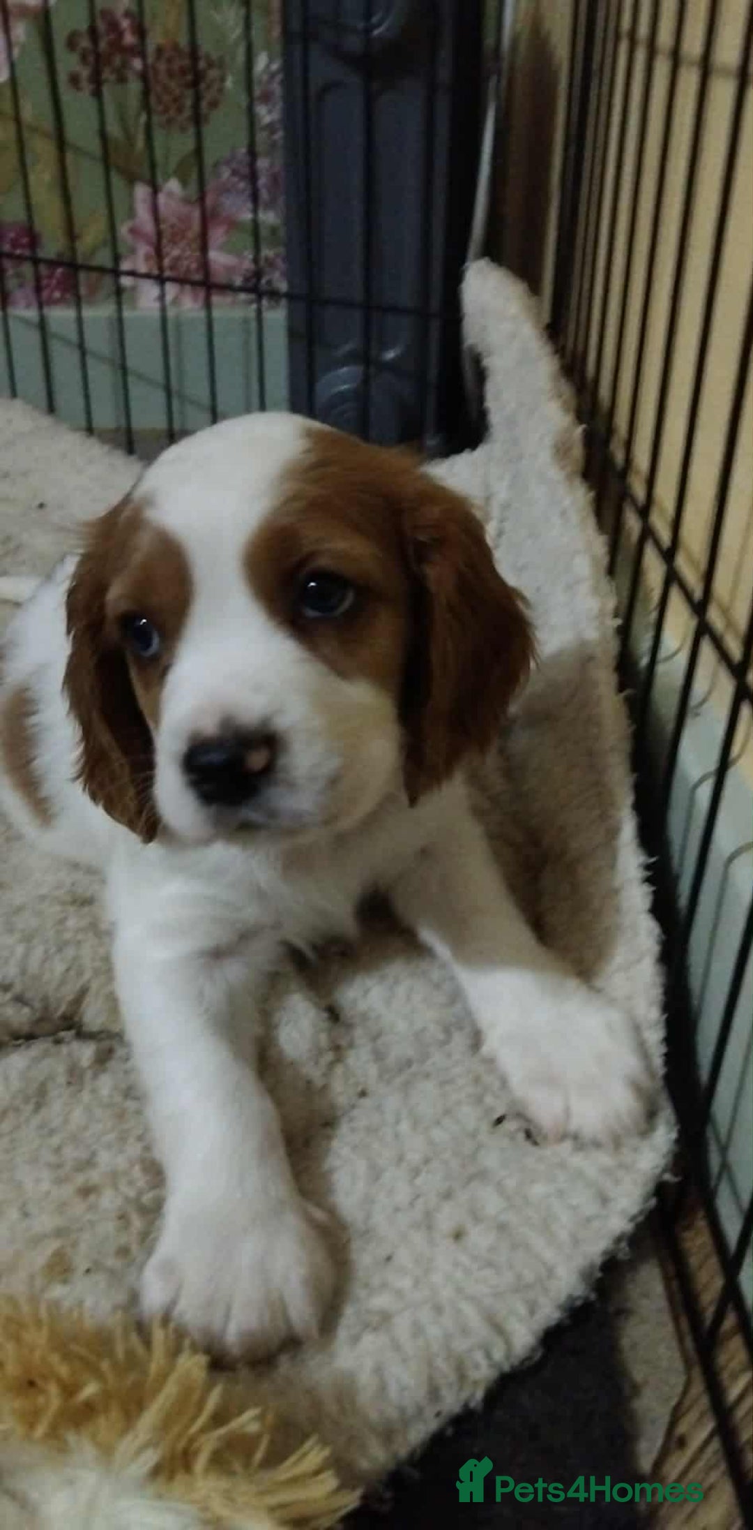Cockalier dogs for sale: 🐾 Gorgeous Cockerlier Puppies – 3 left!🐾 - Image 8