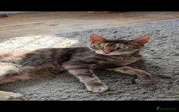 Bengal cats for sale: 6 year old bengal neutered male looking for home  - Image 6